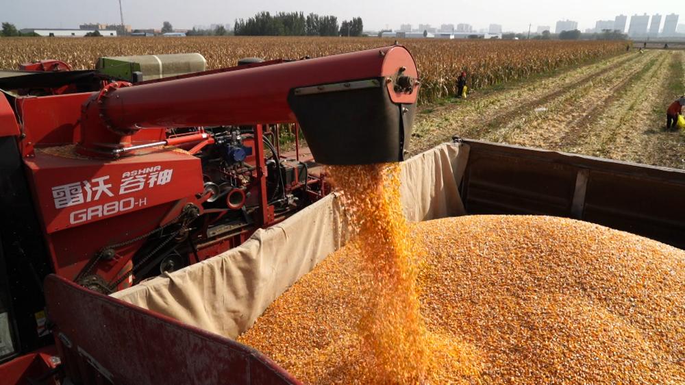 获嘉县大豆玉米复合种植补贴,河南大豆玉米复合种植