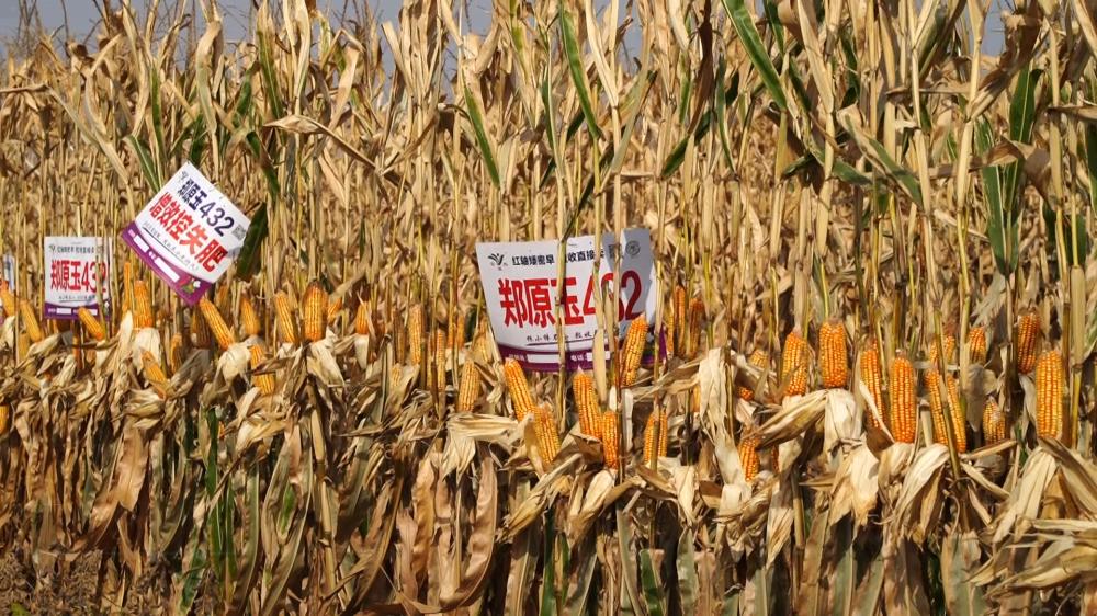 大豆玉米复合种植产量收益,玉米大豆带状复合种植产量如何