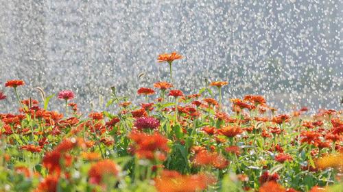 怎么拍一片花海,一片花海怎么拍