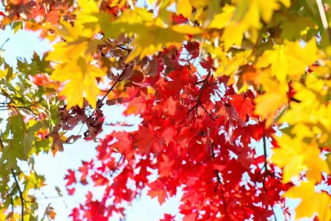 上海赏枫最佳去处,上海本地赏枫最佳地方
