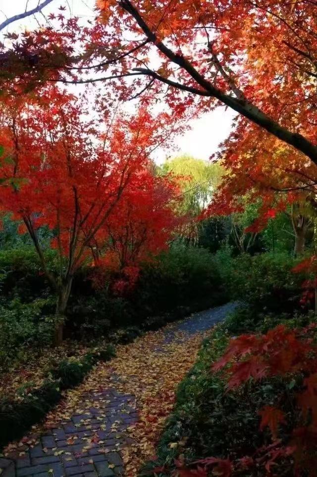 上海赏枫最佳去处,上海本地赏枫最佳地方