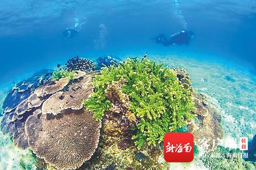 海南分界洲岛视频素材,海南分界洲岛景区