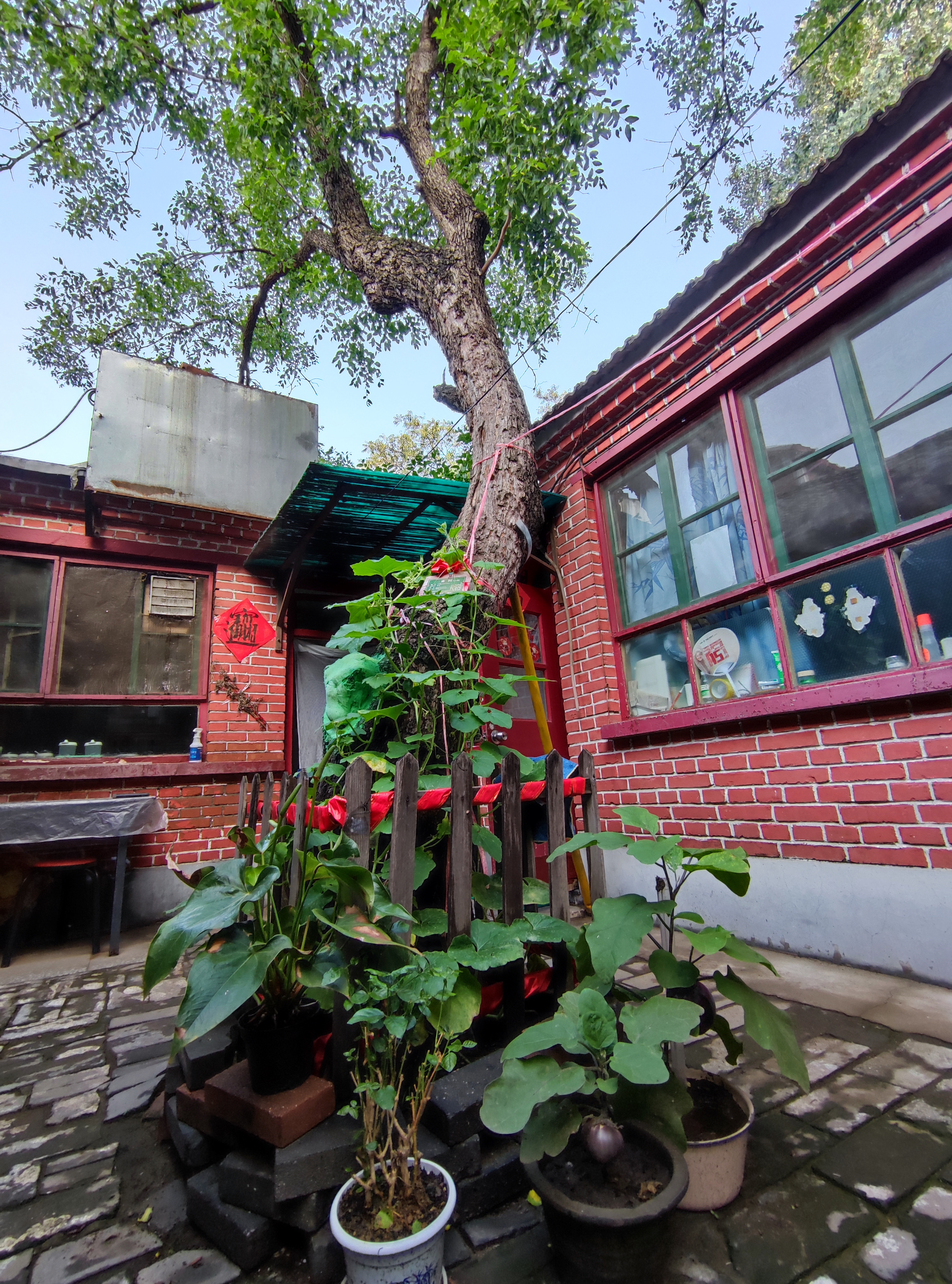 怎样救活一棵干枯的树,如何救活一棵干枯的树