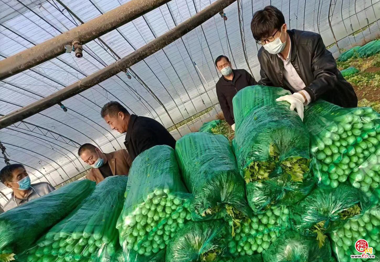 “芹”情暖冬邮政助农