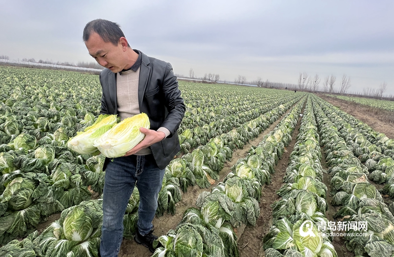爱心助农梨滞销,爱心助农蔬菜滞销