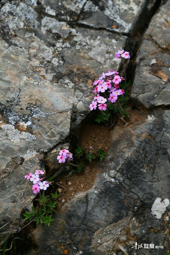 高原上的各种花真是太美了 (高原上的各种美丽花)