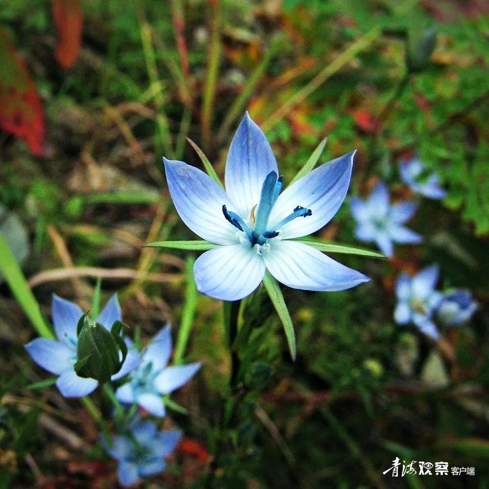 高原上的各种花真是太美了 (高原上的各种美丽花)