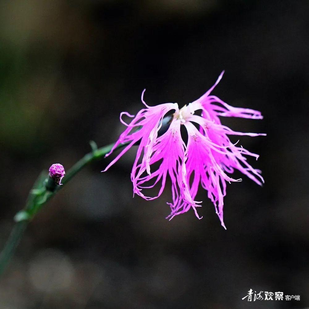 高原上的各种花真是太美了 (高原上的各种美丽花)