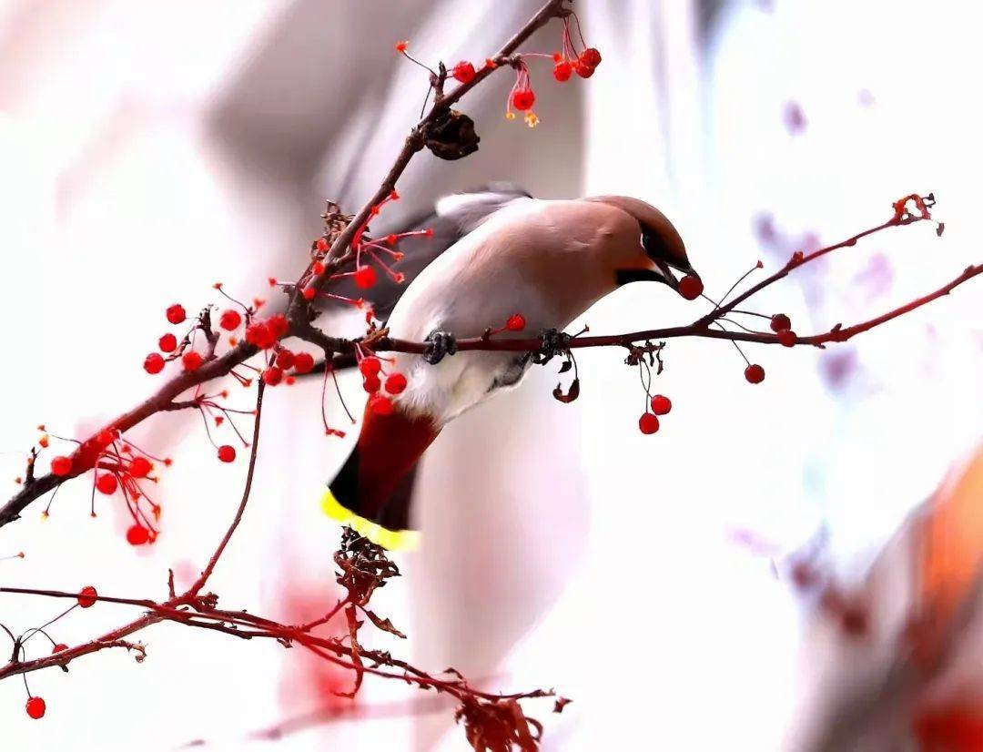 伊春嘉荫县城,伊春嘉荫火车