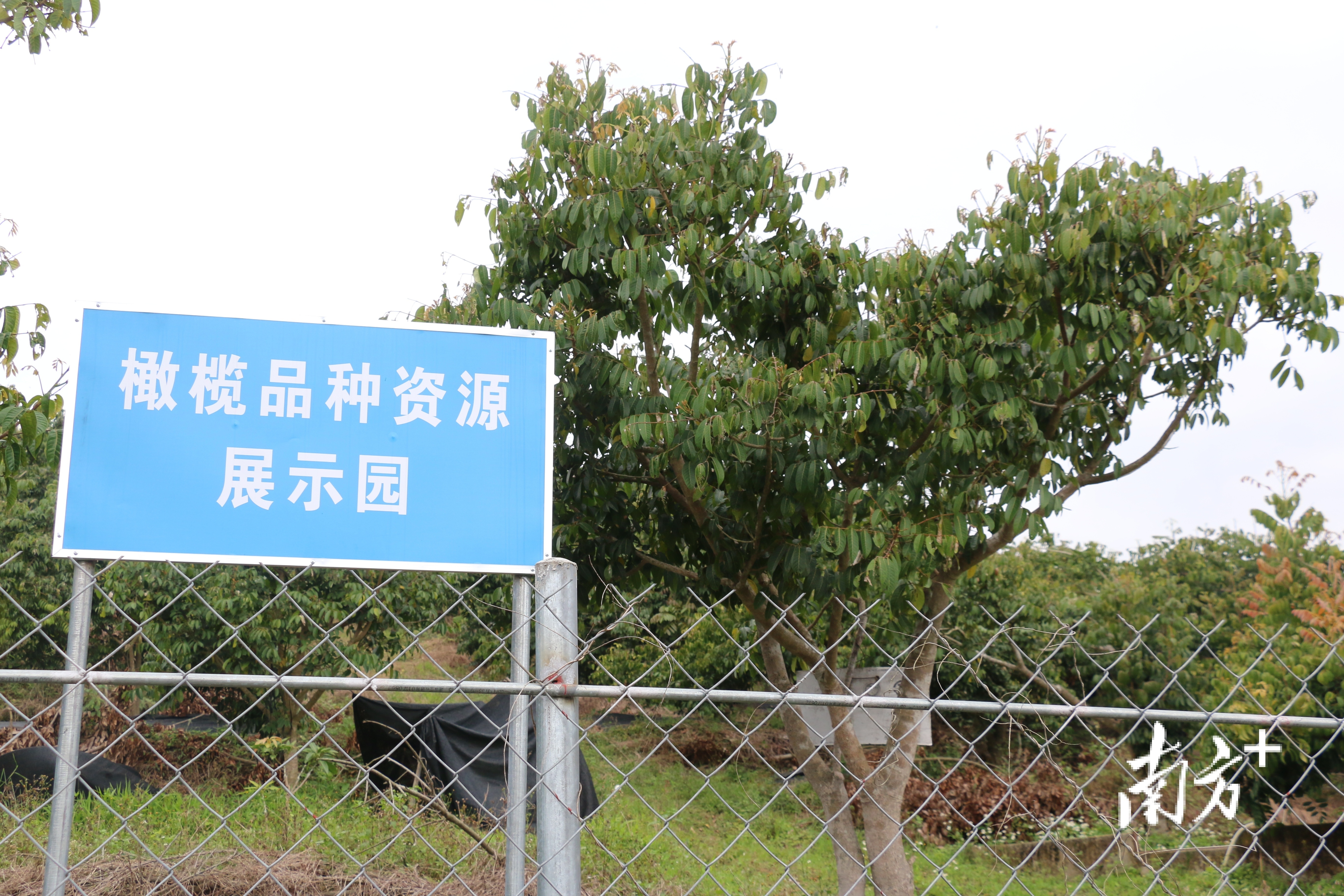 市面上好吃的橄榄有几个品种,橄榄的种类和区别