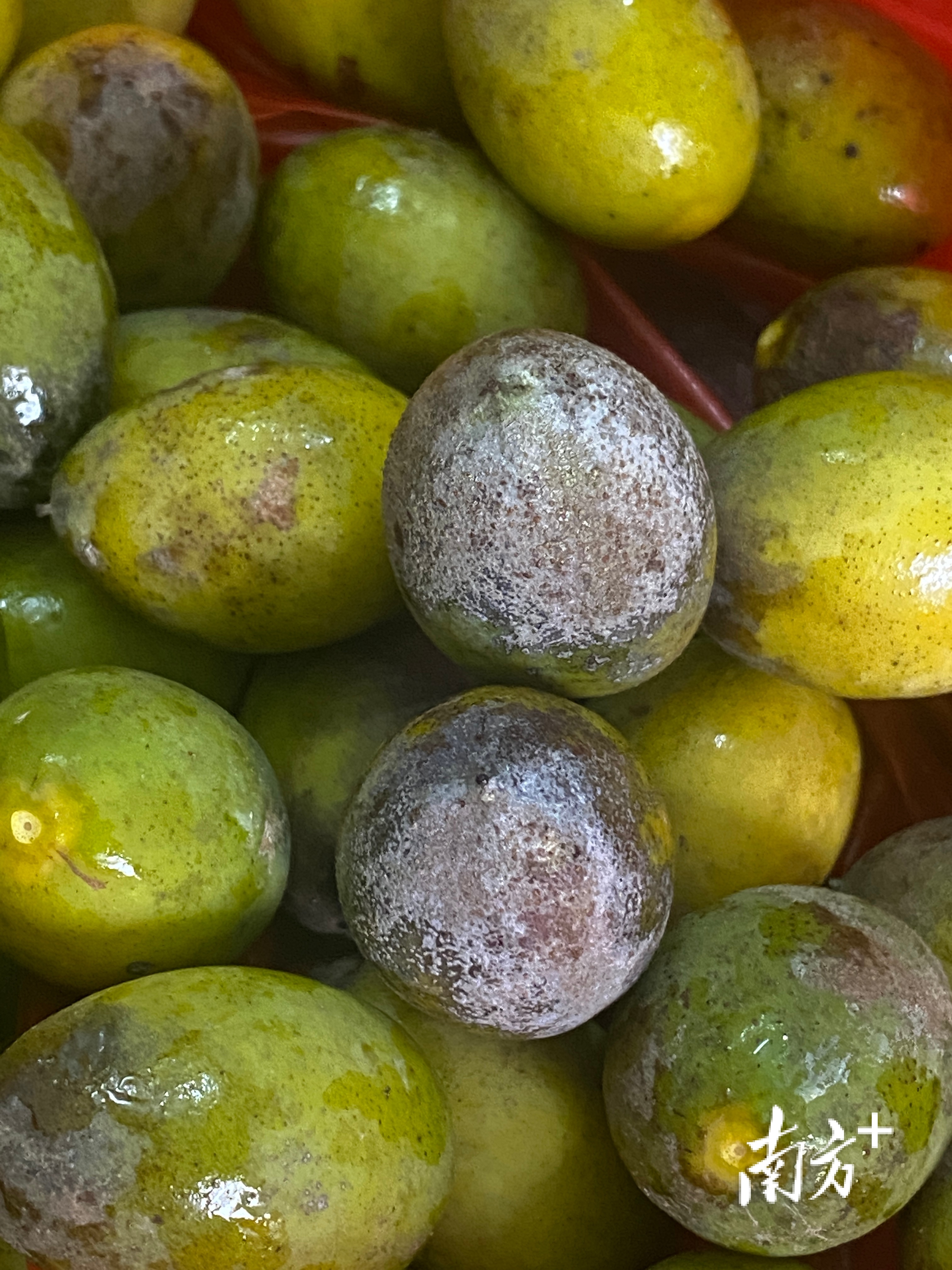 普通橄榄与三捻橄榄的区别,市面上好吃的橄榄有几个品种