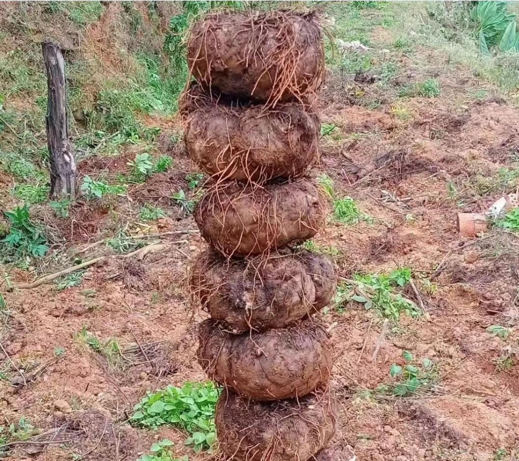 魔芋催生致富增收魔力,岚皋县魔芋迎丰收村民喜增收