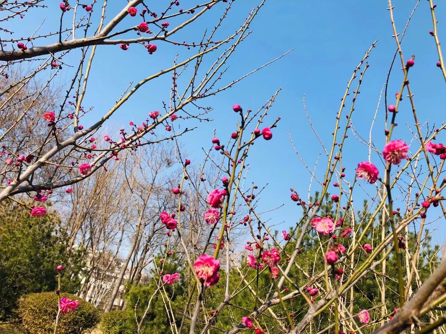 域外来风（滨州网2023第1辑）淄博市诗词学会莲池诗社作品选