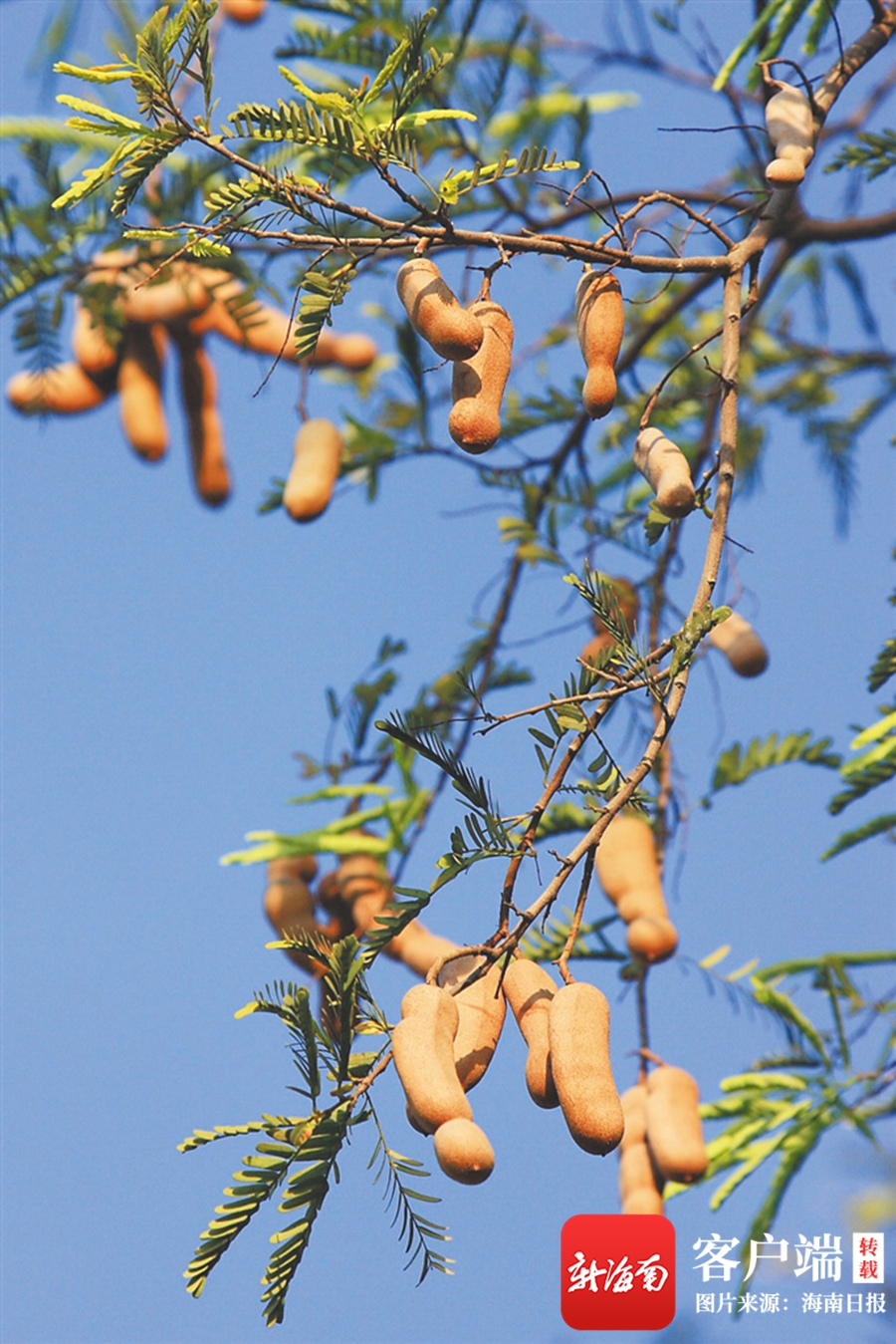 文旅周刊丨一棵酸梅解乡愁