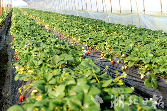 四季春农业园草莓采摘,云海生态草莓采摘园