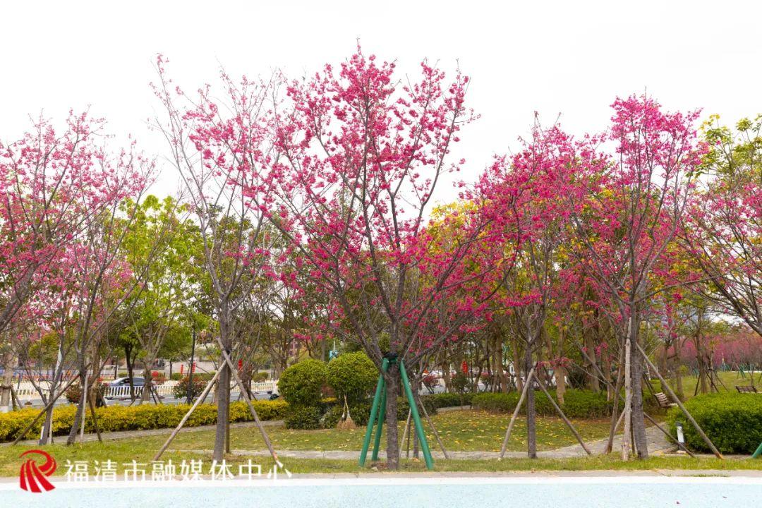 福清赏樱花,福清粉色樱花