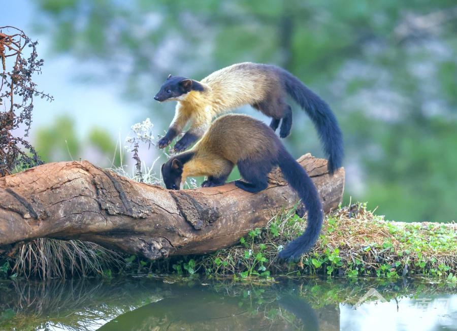 会泽县黑颈鹤保护管理局,云南会泽黑颈鹤保护区