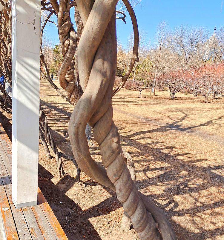 东北河流开冻,七九河会冻开吗