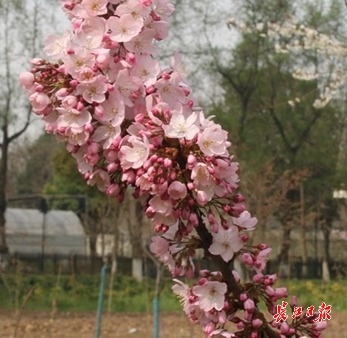 在樱花校园怎么找到自己的老家,樱花最开始的初始地是哪里