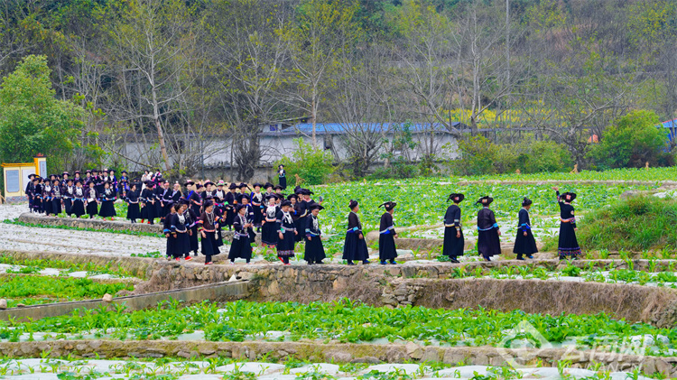西畴女子太阳节的文化背景,西畴县女子太阳节的节庆文化意义