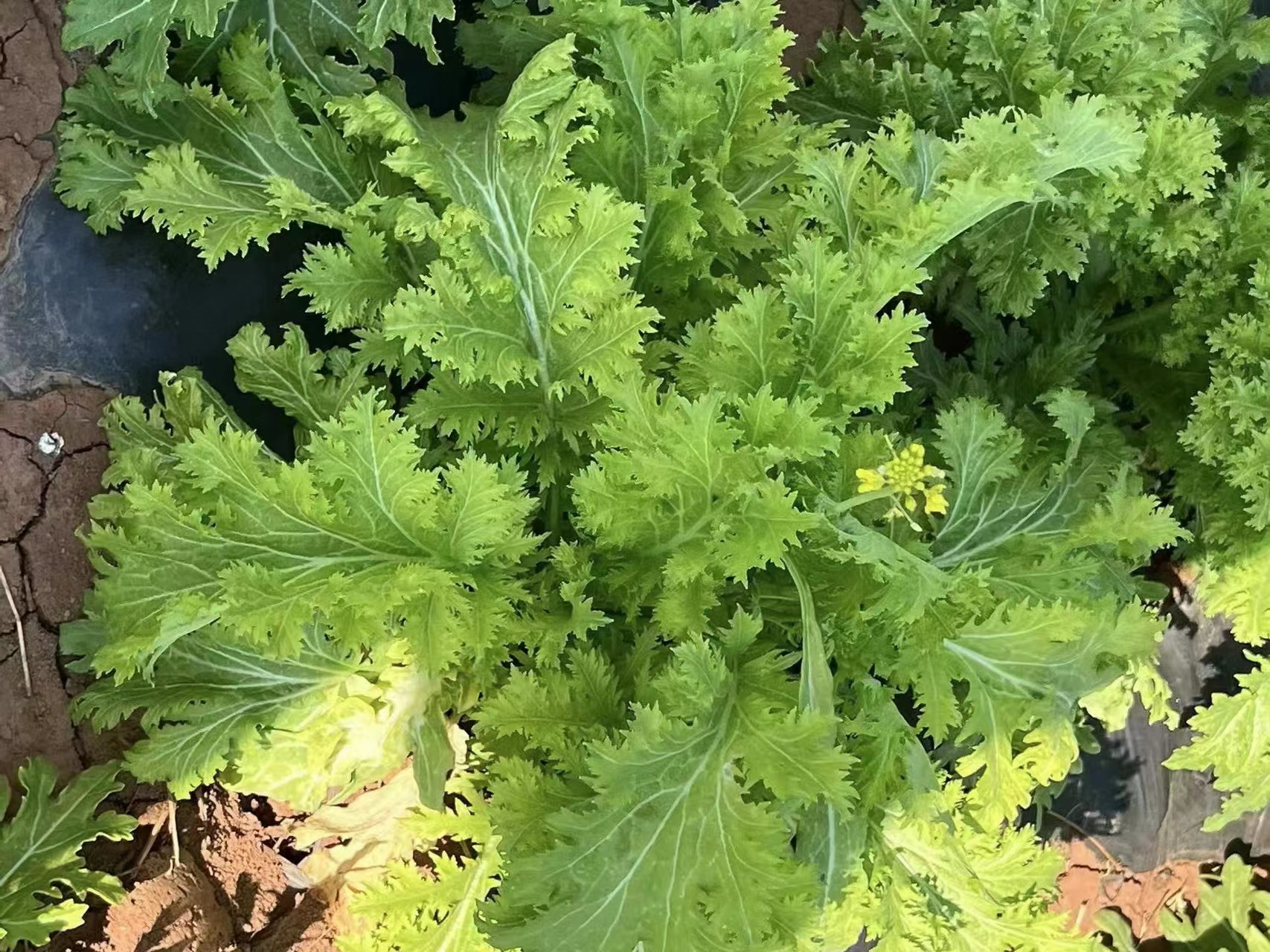 乡村振兴正当时返乡创业,乡村振兴小农经济