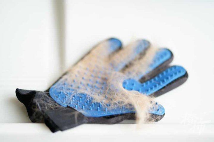 毛孩子掉毛如何处理,毛孩子掉毛怎么清理