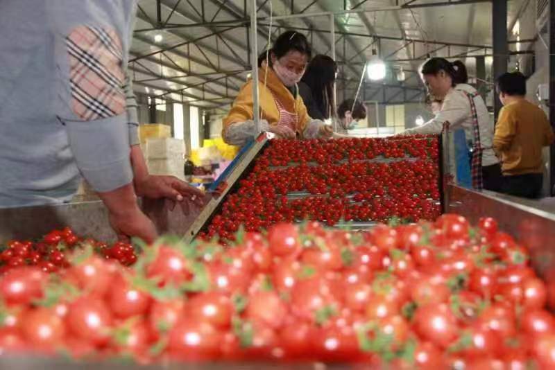 青岛农村养殖创业项目有哪些,青岛市示范家庭农场贷款