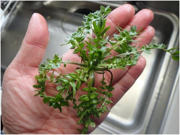 荠菜种植正确做法,怎么种荠菜的最简单方法