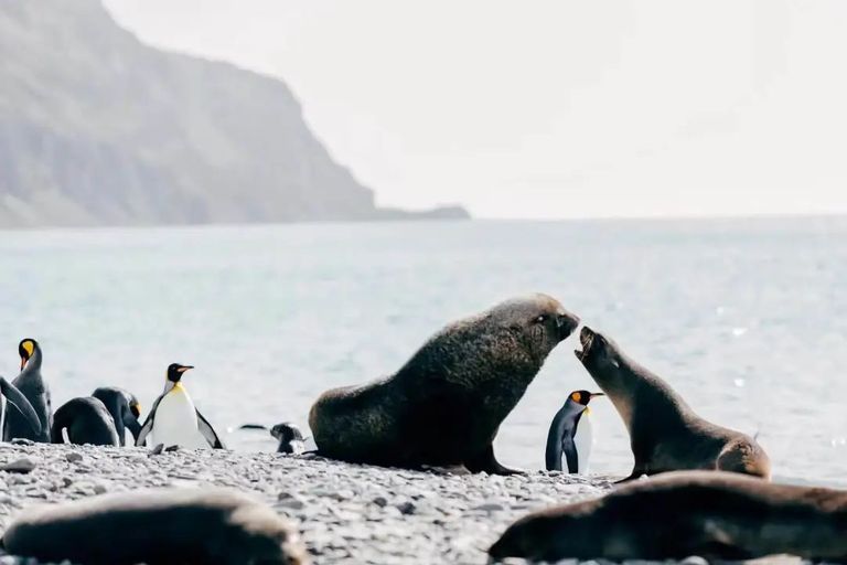 谁花了20万去南极找罪受？？