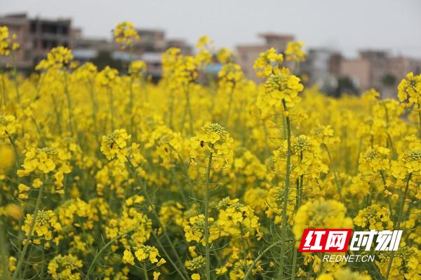 湖南新田油菜花,永州新田油菜花开壮观如雪景组图