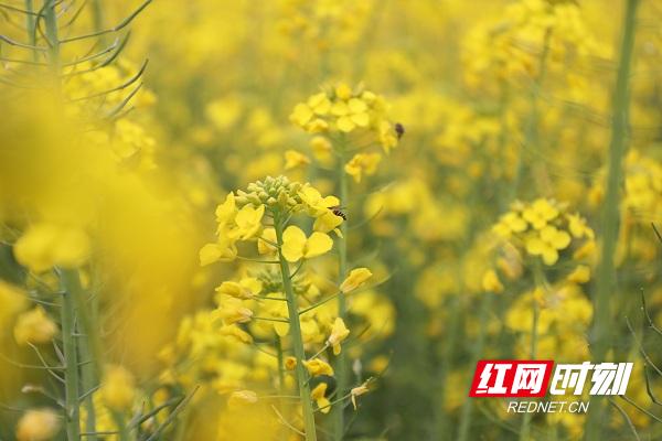 新田油菜花开扮靓乡村春景,油菜花开蜜蜂采蜜