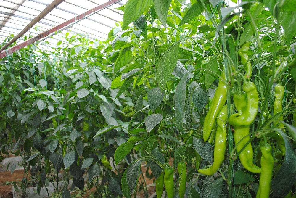 蒙阴县大棚蔬菜种植基地,蒙阴县高效蔬菜大棚