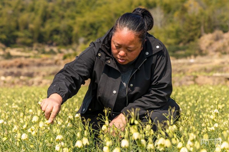 打造一支强大的乡村振兴人才队伍,凝聚乡村力量凸显农村新气象
