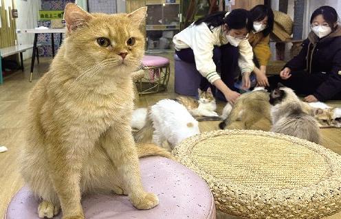 烟台猫咖团购,烟台有哪些大型猫咖