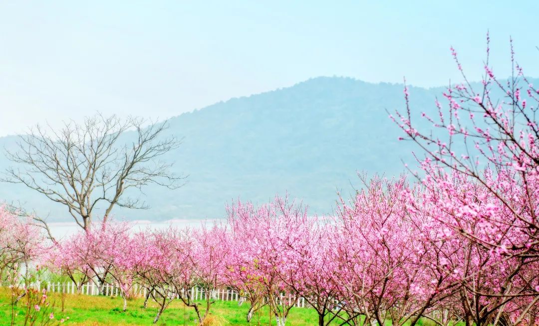 荆州赏樱,中国十大赏樱胜地最值得去的