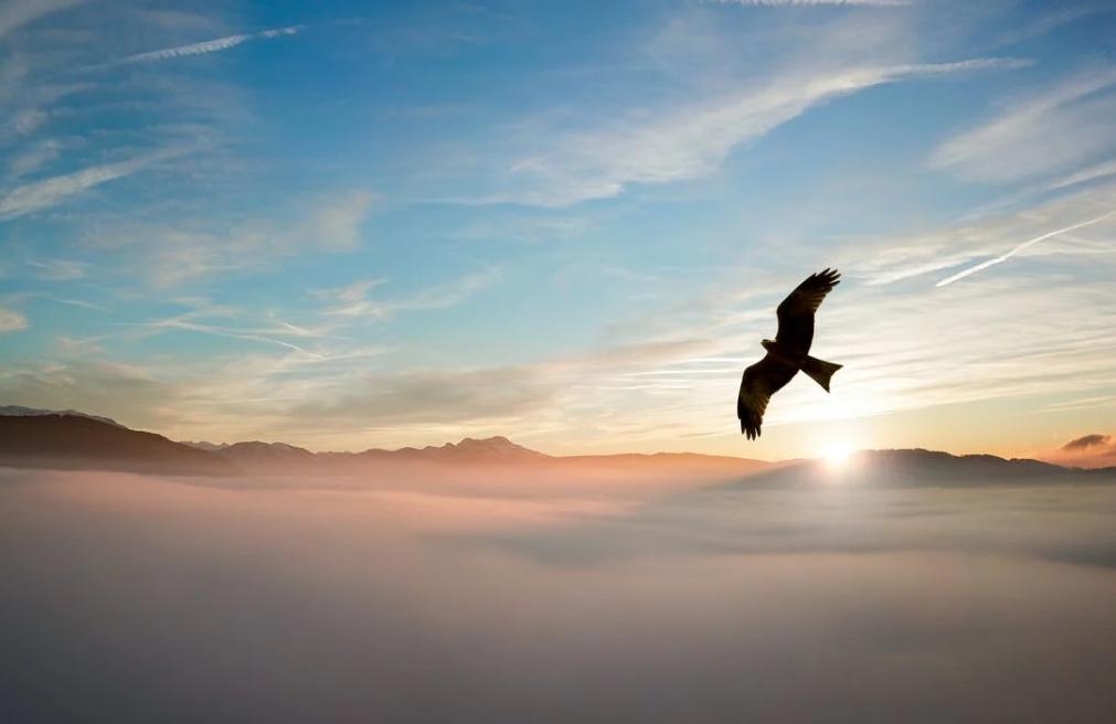 小说丨满慧文：满楚古德吉的鹰