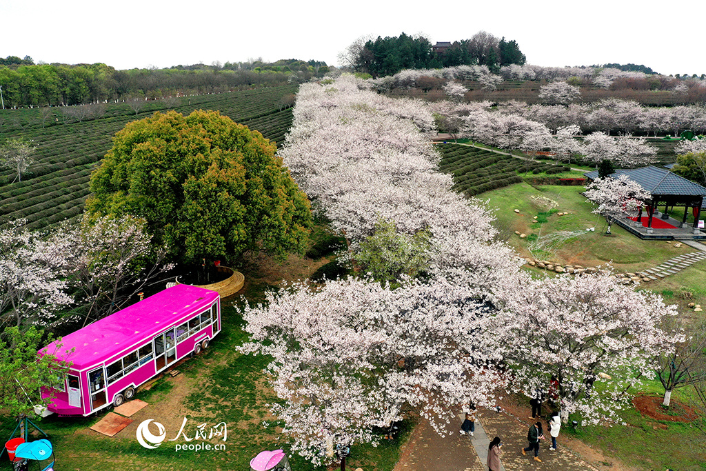 春天花“卉”开朵朵含情迎客来