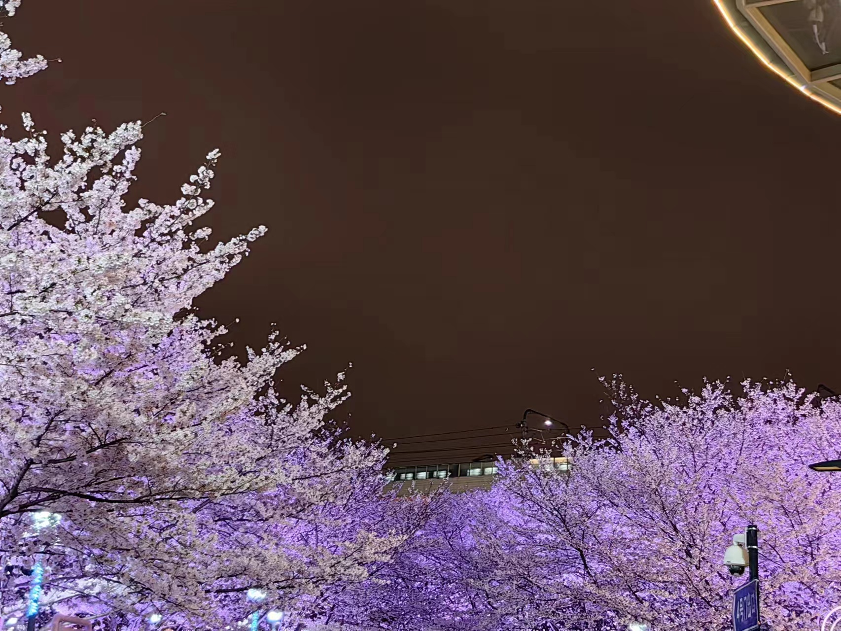 周末相约赏樱花,相约周末赏樱花