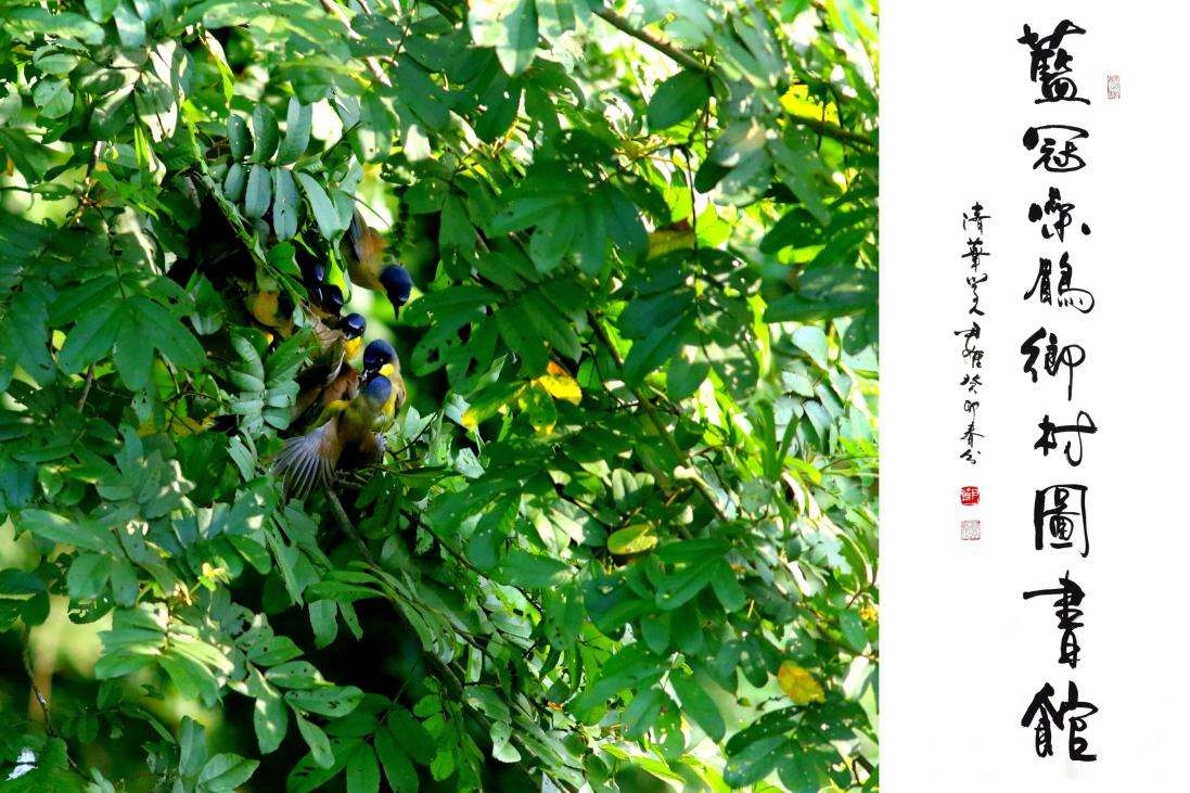 婺源蓝冠噪鹛科普馆,蓝冠噪鹛国家保护研究中心