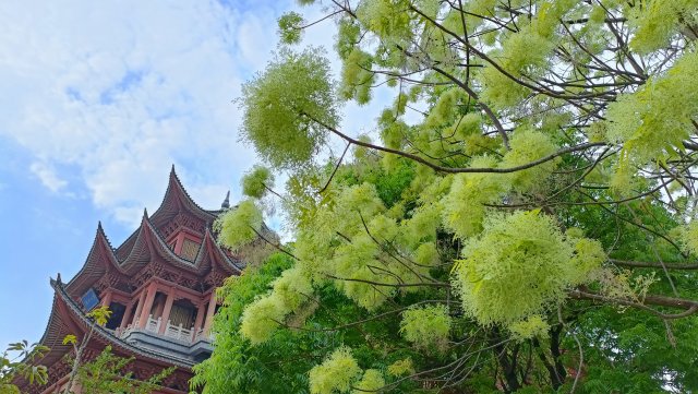 有一种叫云南的生活|云南的“宝藏绿化带”里可不只有迷迭香!