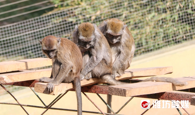 潍坊金宝乐园风景图片,潍坊金宝乐园游览图片大全