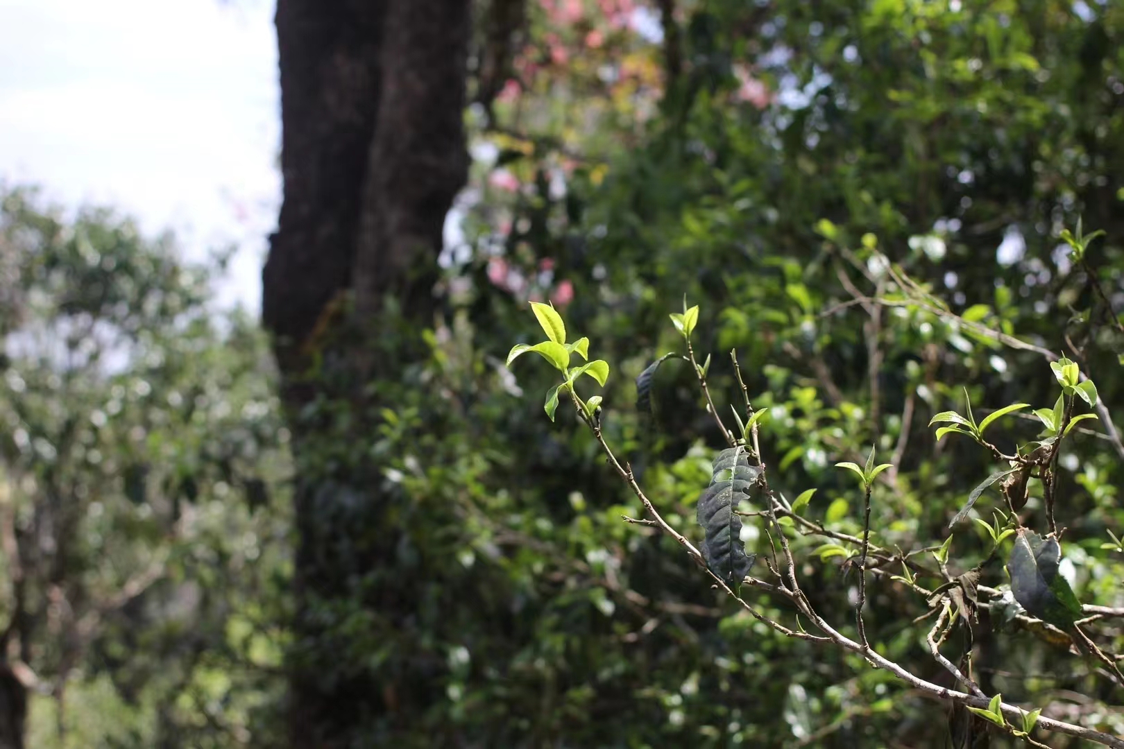 春茶集中开采尝鲜最好再等等,春茶即将开采欢迎来实地考察