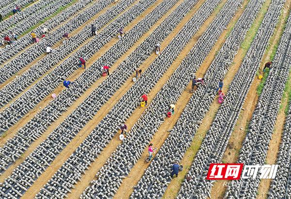 持续抓好农业强县,持续打造农业强县