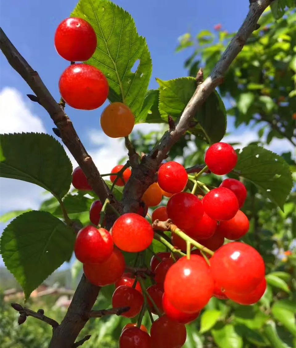 永仁樱桃采摘园,永仁樱桃采摘