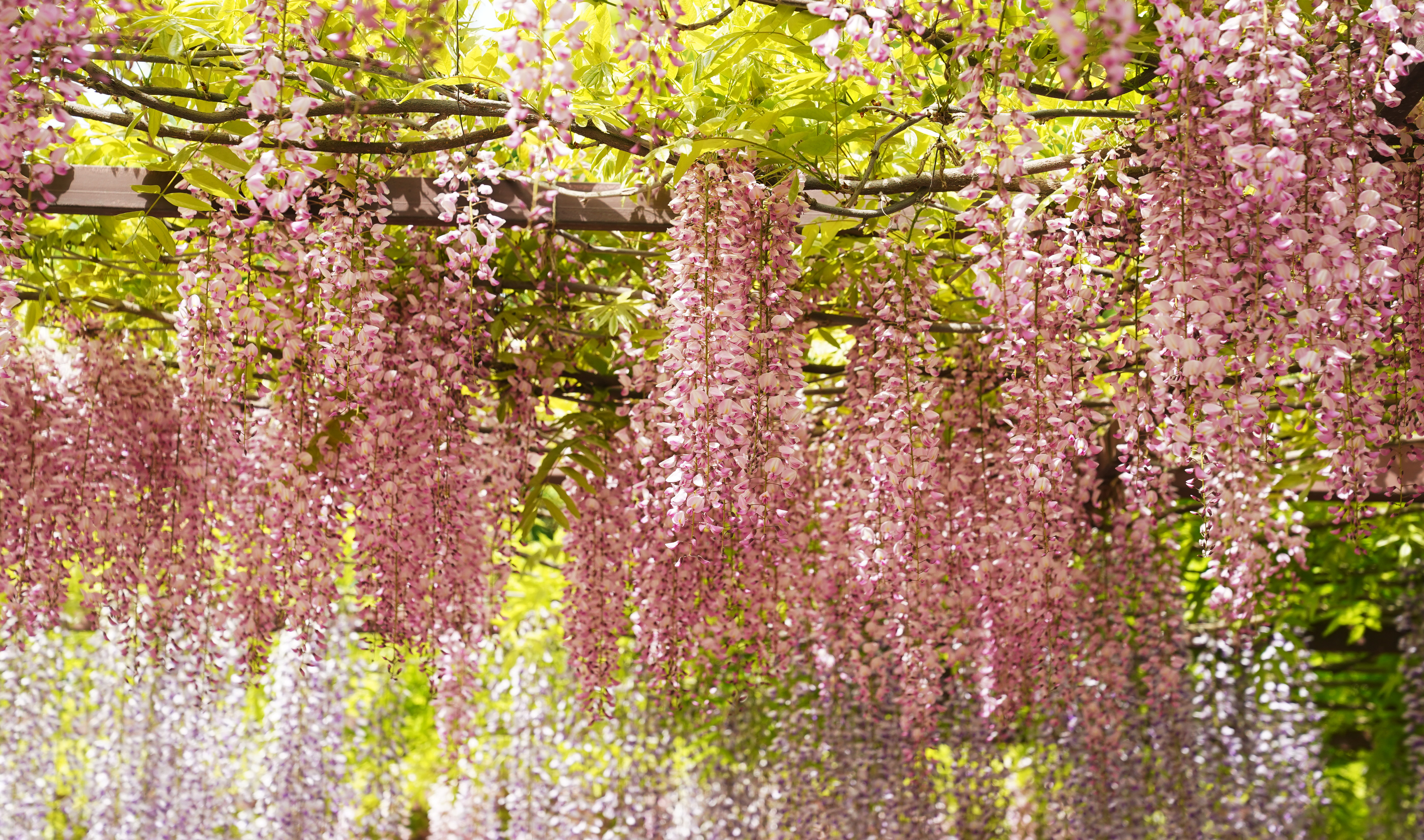玉渊潭紫藤花海,紫色的海洋歌曲原唱