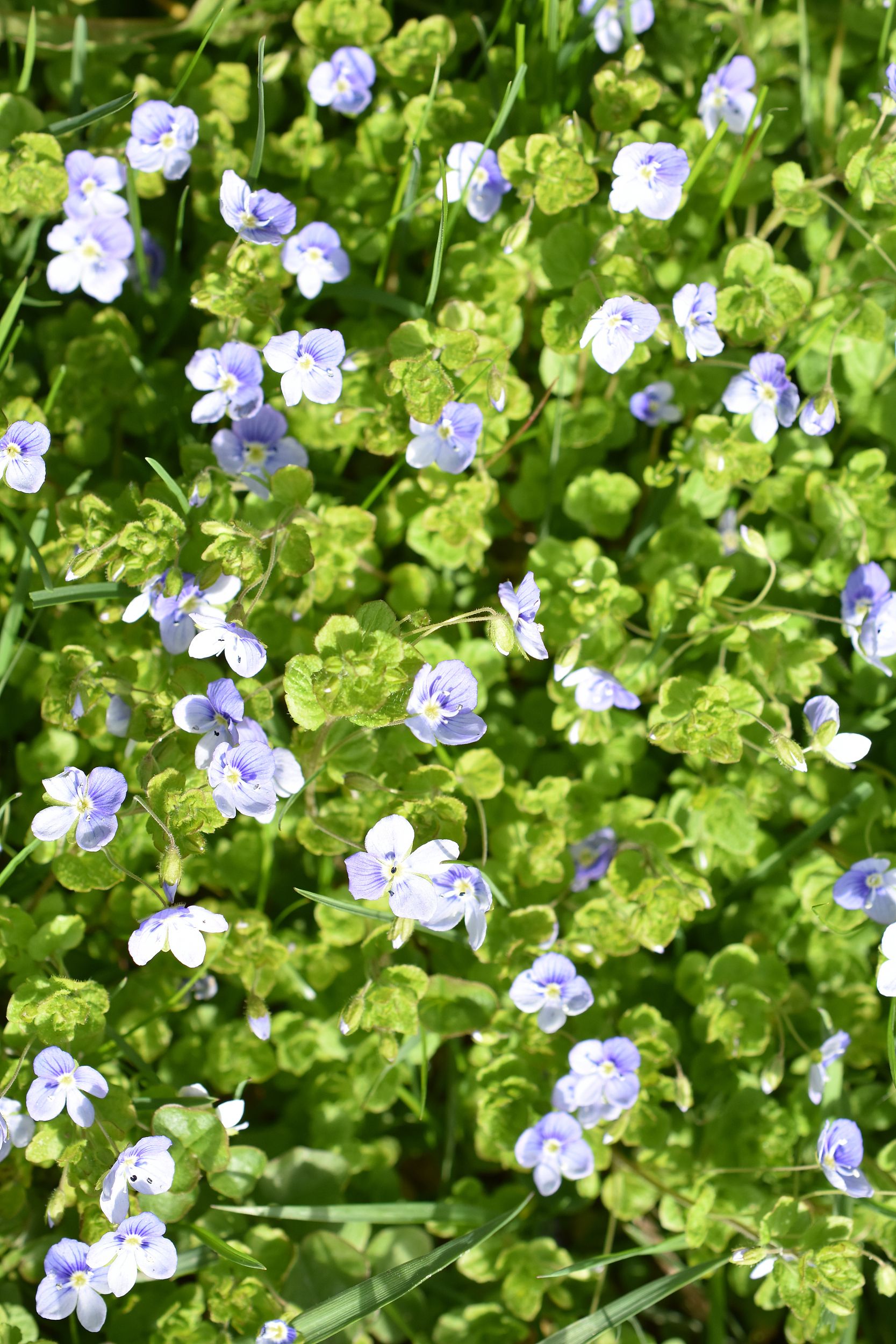 4月22日世界地球日简笔画,关于4月22日地球日的简介