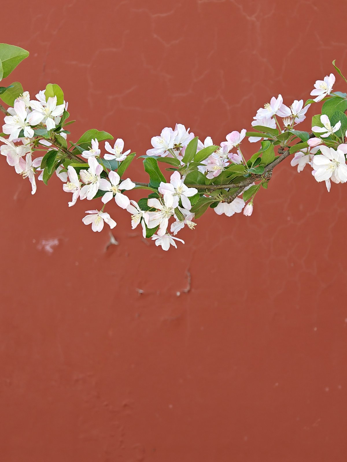 oppofindx6pro,oppofindx6pro鐪熷疄浣撻獙鎷嶇収