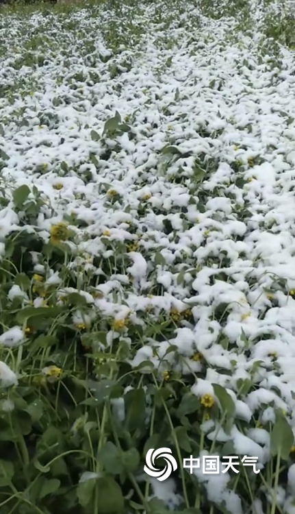 北方多地四月飞雪一组图看各地白雪覆盖穿越回隆冬