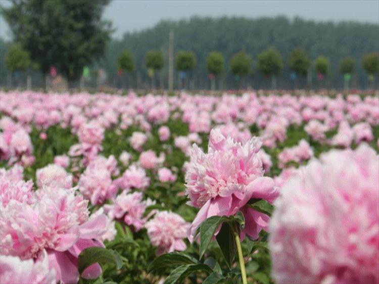 菏泽一日游旅游攻略,菏泽旅游攻略一日游