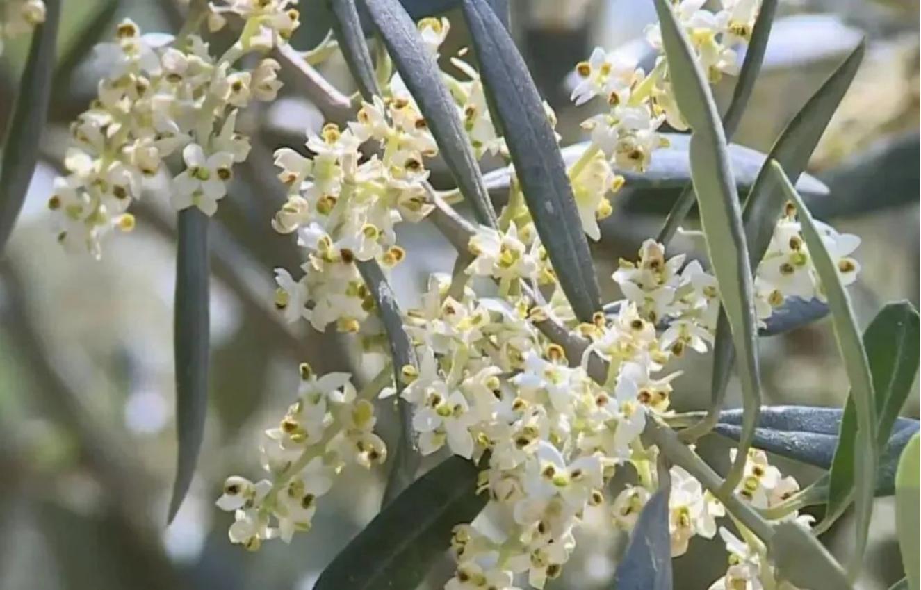 来金堂赏花,成都金堂风景